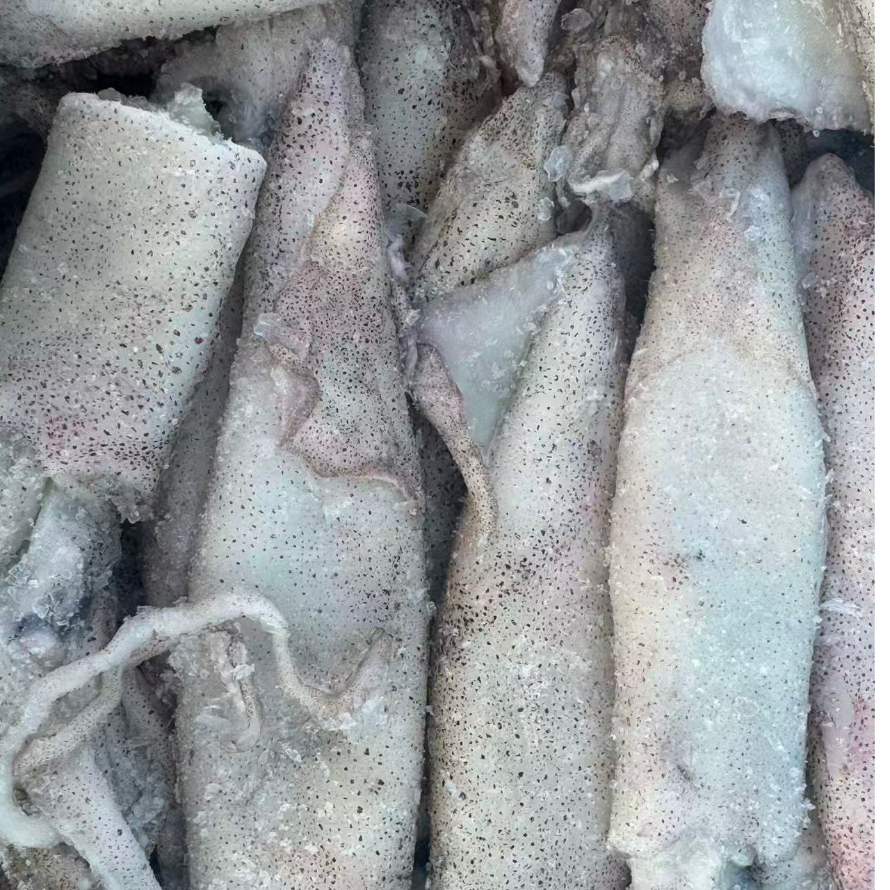 原浆 大公笔管