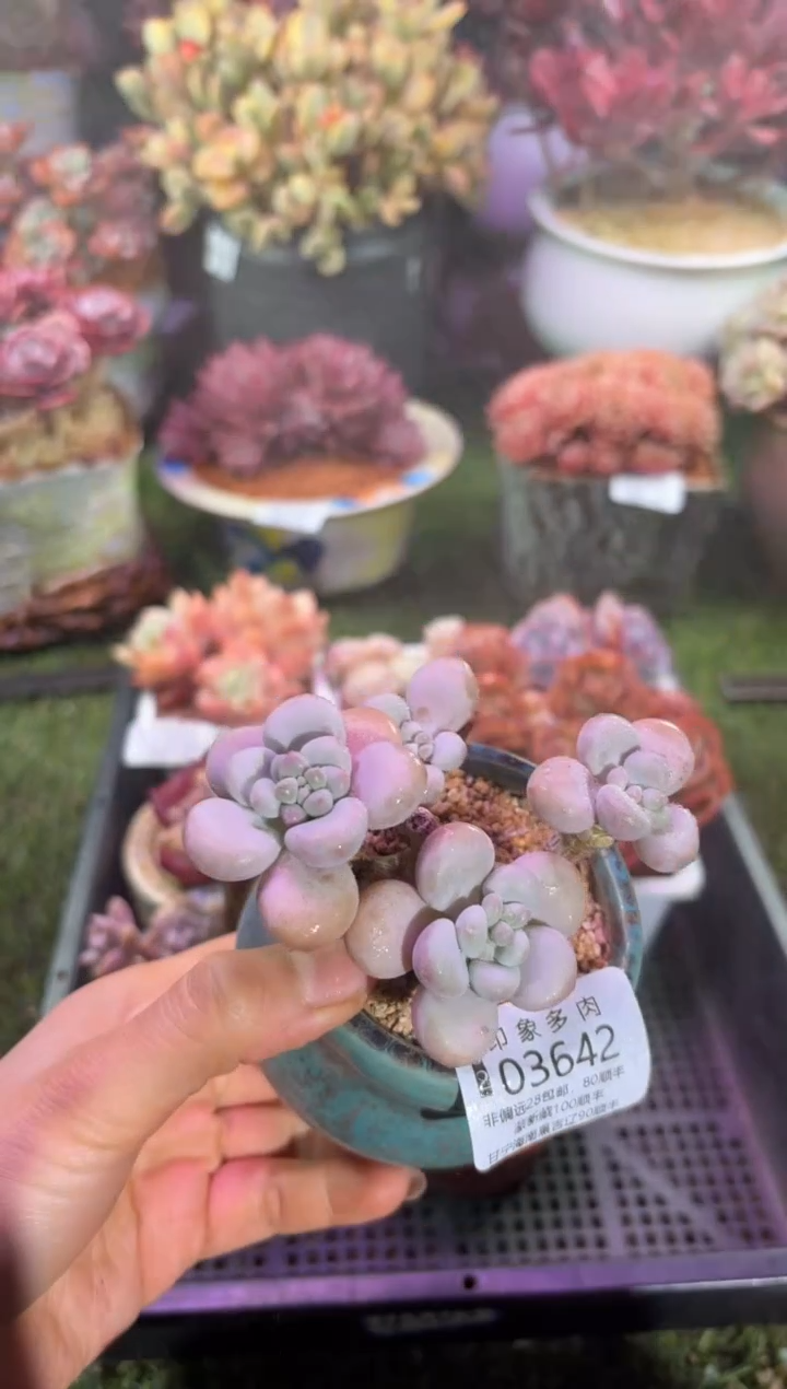 【闪购商品】03642脱土带盆