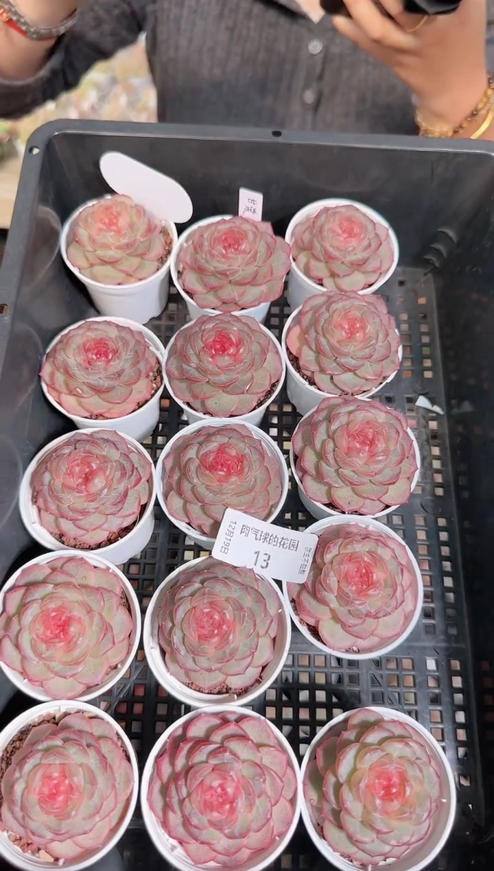 1219-13甘棠多肉量拍任意发一颗群生不包整