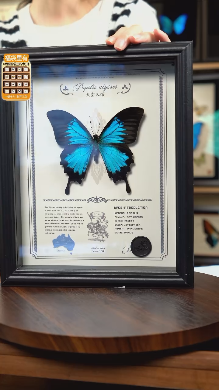 天堂凤蝶虫逢艺术款10寸