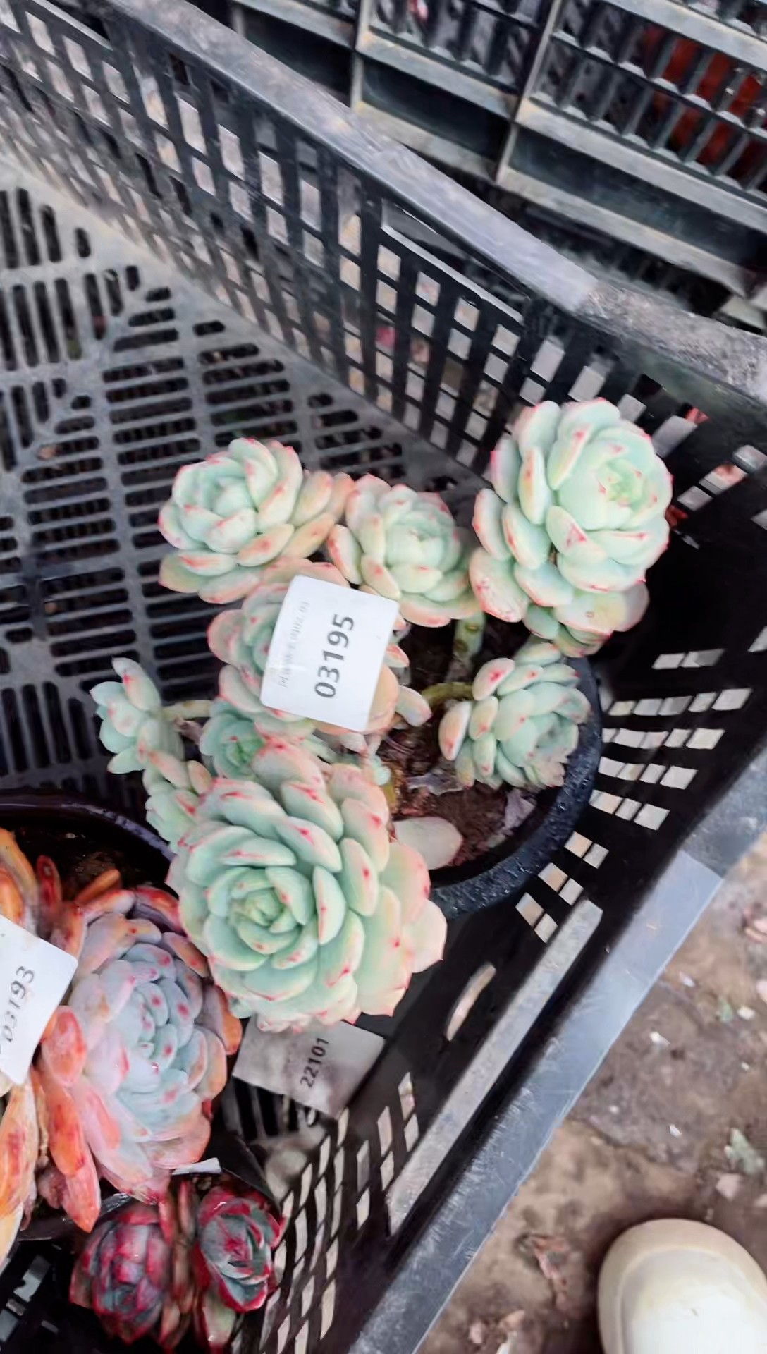 【闪购商品】03195