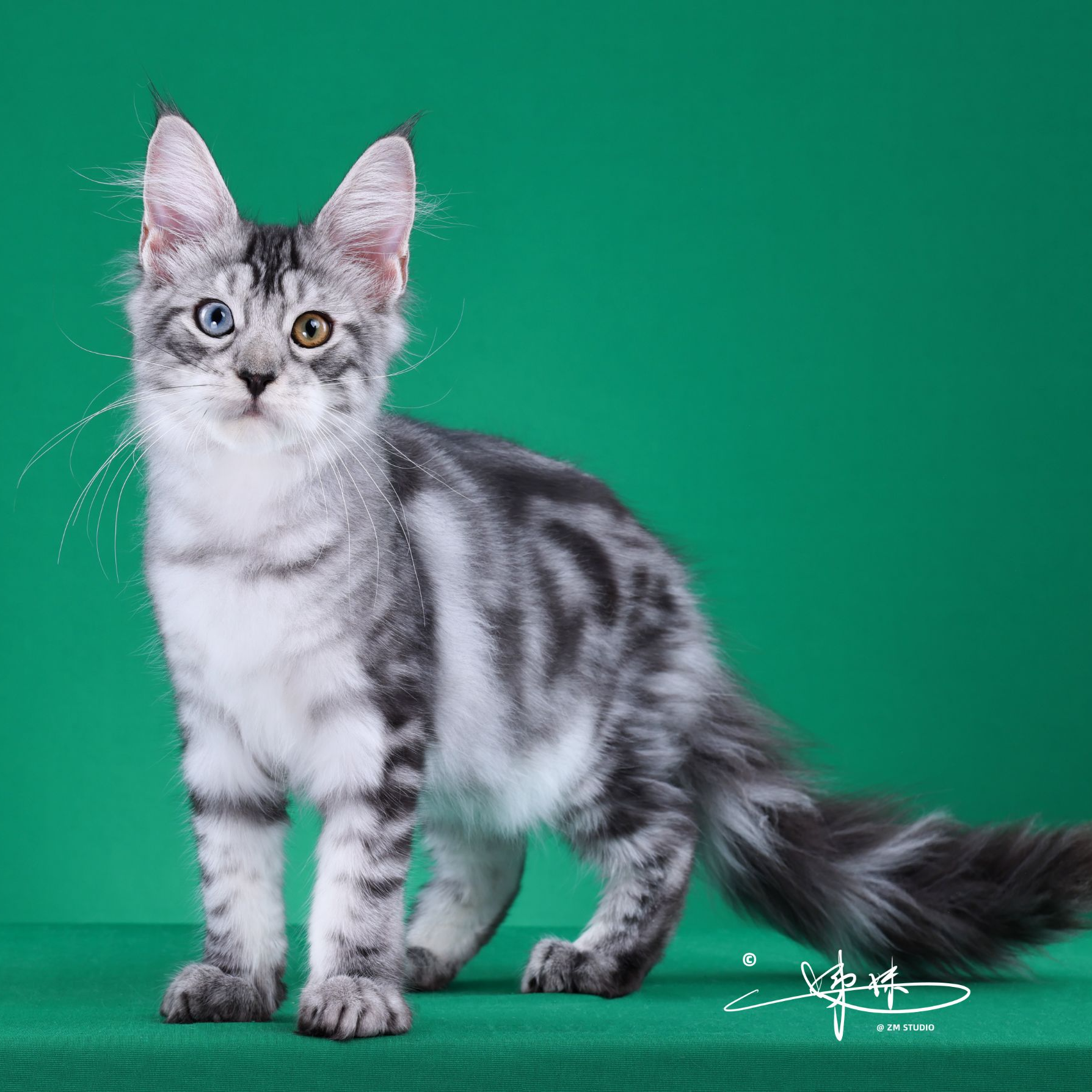 来了姊妹-银虎斑异瞳缅因猫 弟弟 22