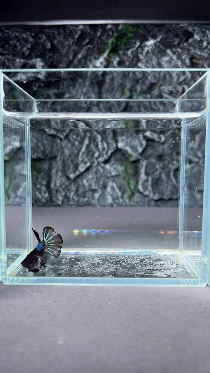 斗鱼竞拍链接A041