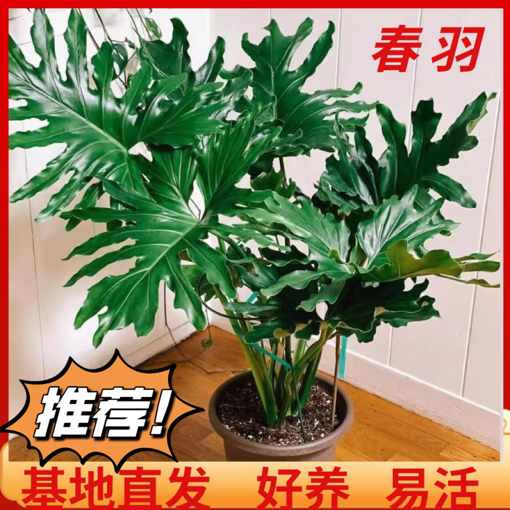 老桩春羽绿植室内懒人观叶易活四季常青吸甲醛净化空气