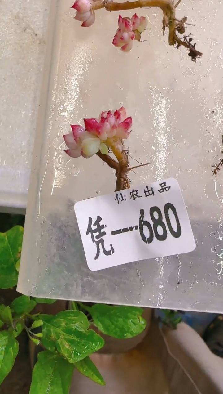 【闪购商品】凭—680—仙农（玛雅）