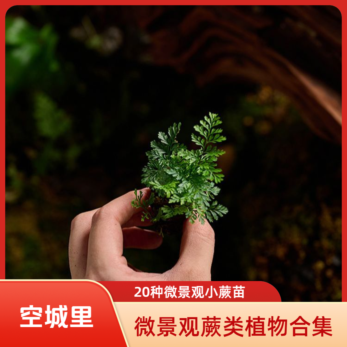 「空城里」苔藓桌面微景观造景蕨苗绿植物套餐迷你青苔苔藓小盆栽