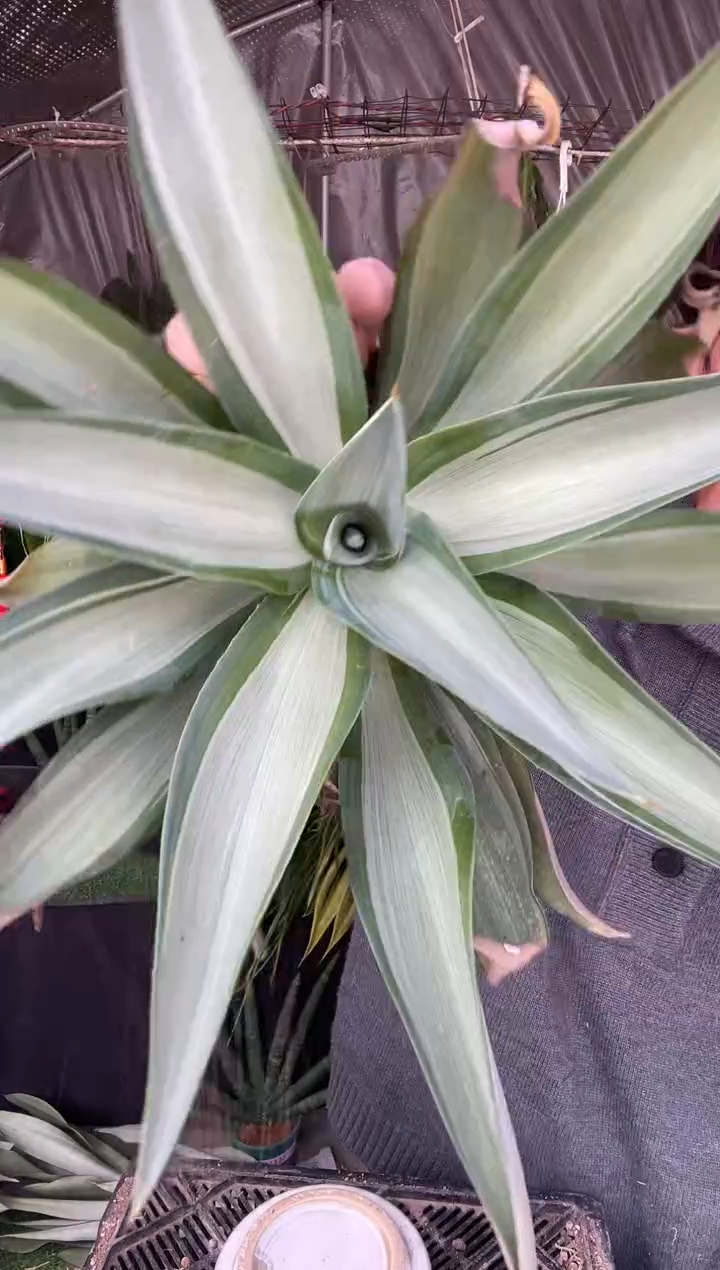 【闪购商品】鹦鹉嘴玫瑰快银脱土36.8