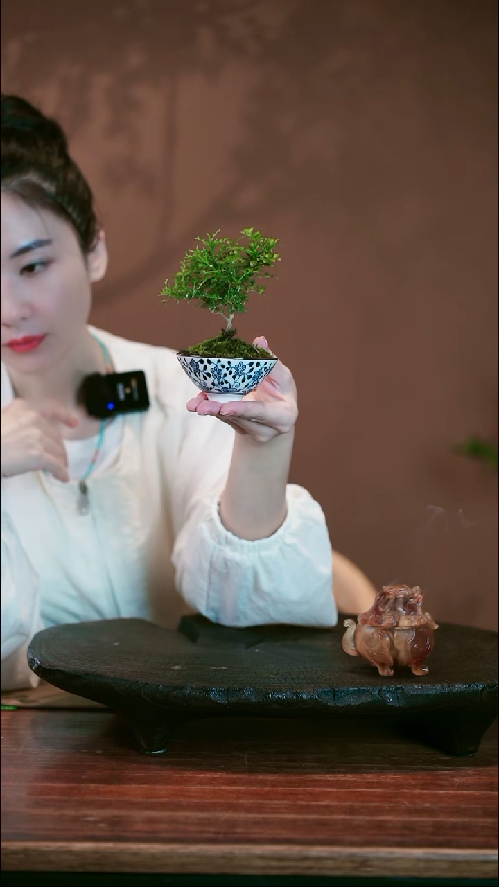 无花朵花朵九里香盆景盆景盆景