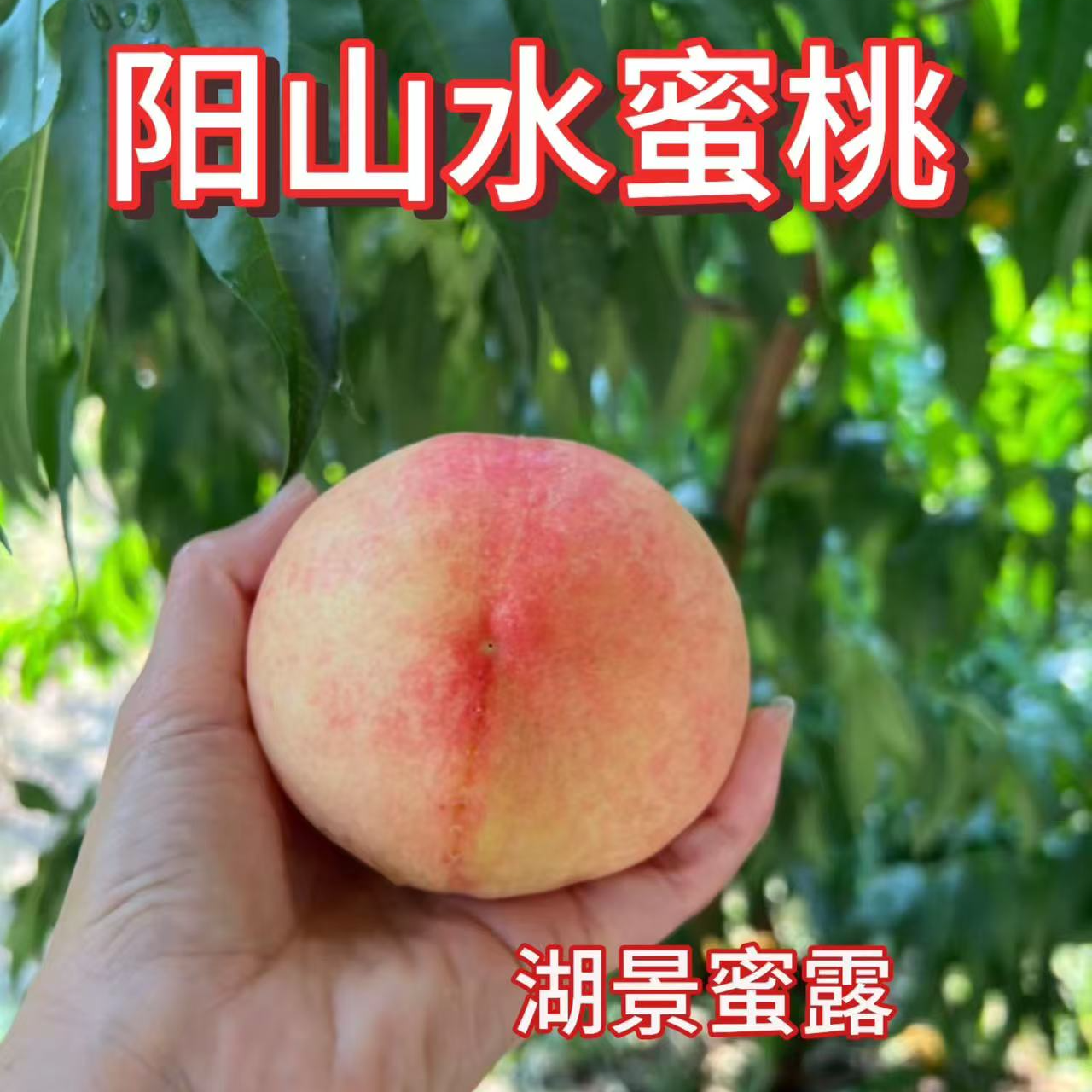 阳水水蜜桃湖景蜜露桃树苗7月中下旬 蜜桃中的爱马仕 比白凤更甜