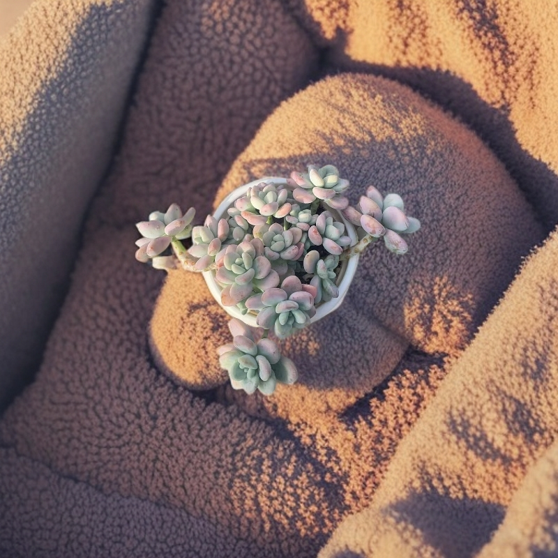 洛神多肉植物云南基地直发新手好养活叶片肥嘟嘟粉嘟嘟超仙