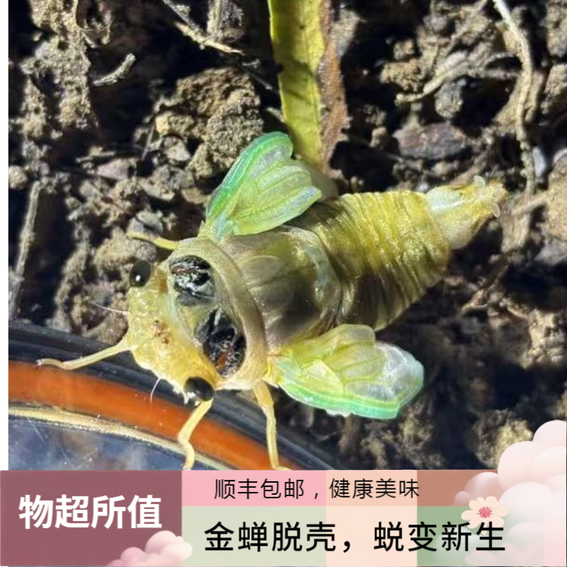 （组合装白蝉知了狗）顺丰送货上门新鲜活体速冻营养美味高蛋白