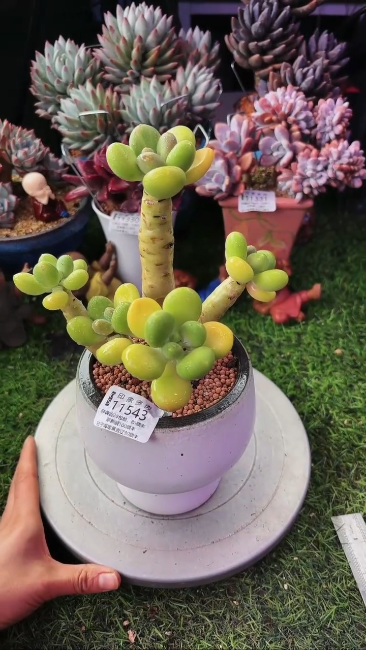 昆明印象多肉11543