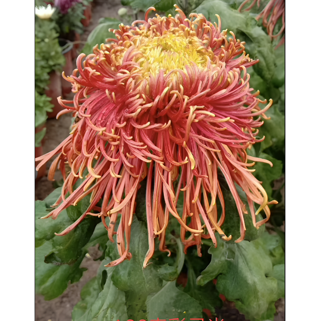 【奇彩灵光】大花富贵菊 九月大菊盆栽开花好看