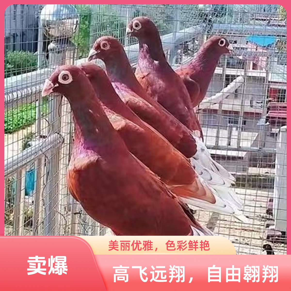 精品纯种西翁信鸽种鸽赛鸽大鼻子幼鸽正品老国血千公里赛鸽子一对