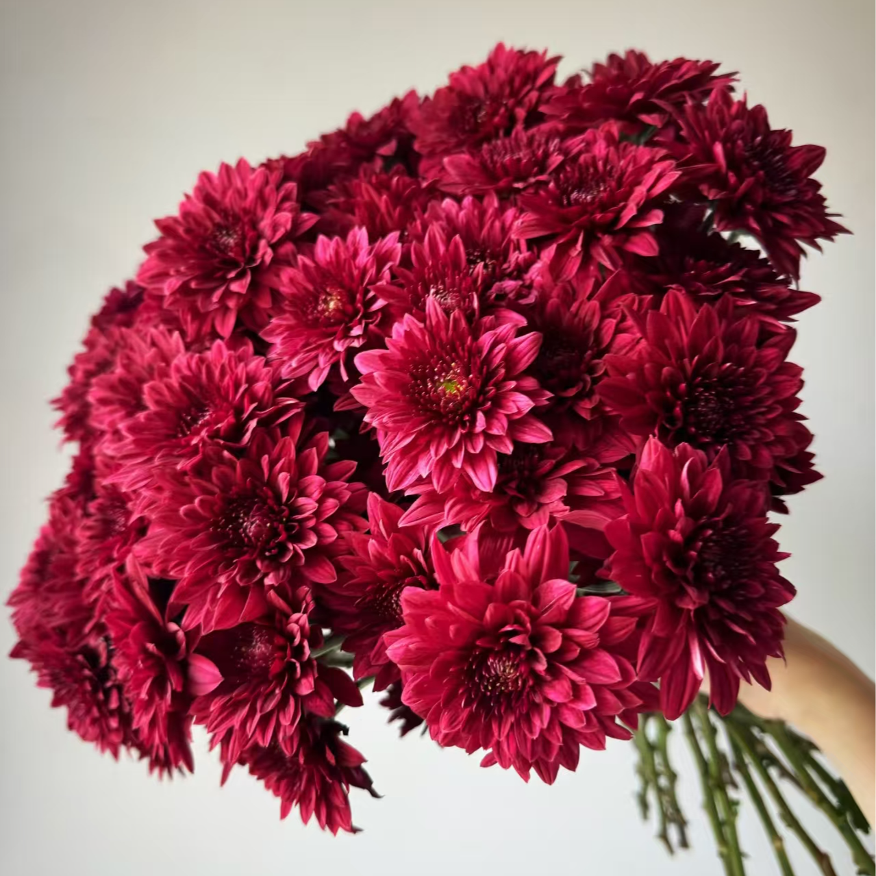  A级稀有红丹特多头小雏菊鲜切花