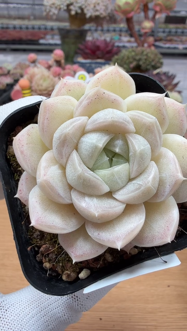 东云多肉园二店-49