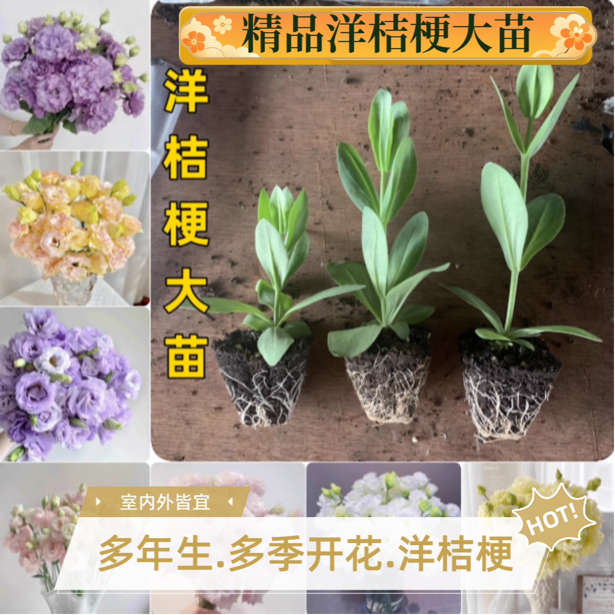 【进口洋桔梗大苗】多年生四季开花洋玫瑰耐寒耐热庭院阳台新手易种