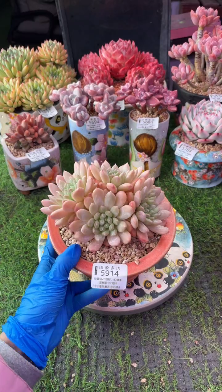 昆明印象多肉5914