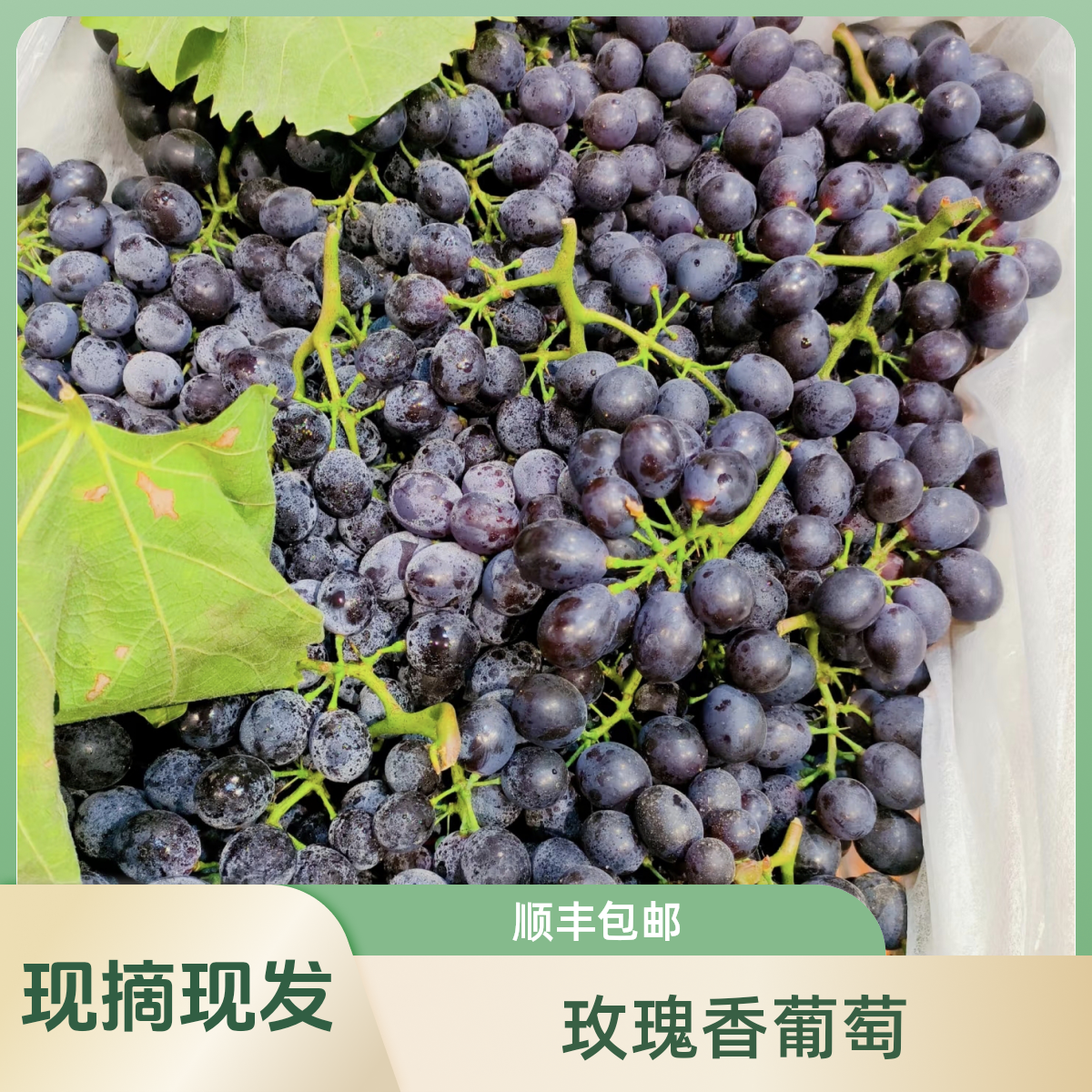 【玫瑰香葡萄】北京平谷 净重1.5斤 3斤 现摘现发 顺丰包邮新鲜北京市