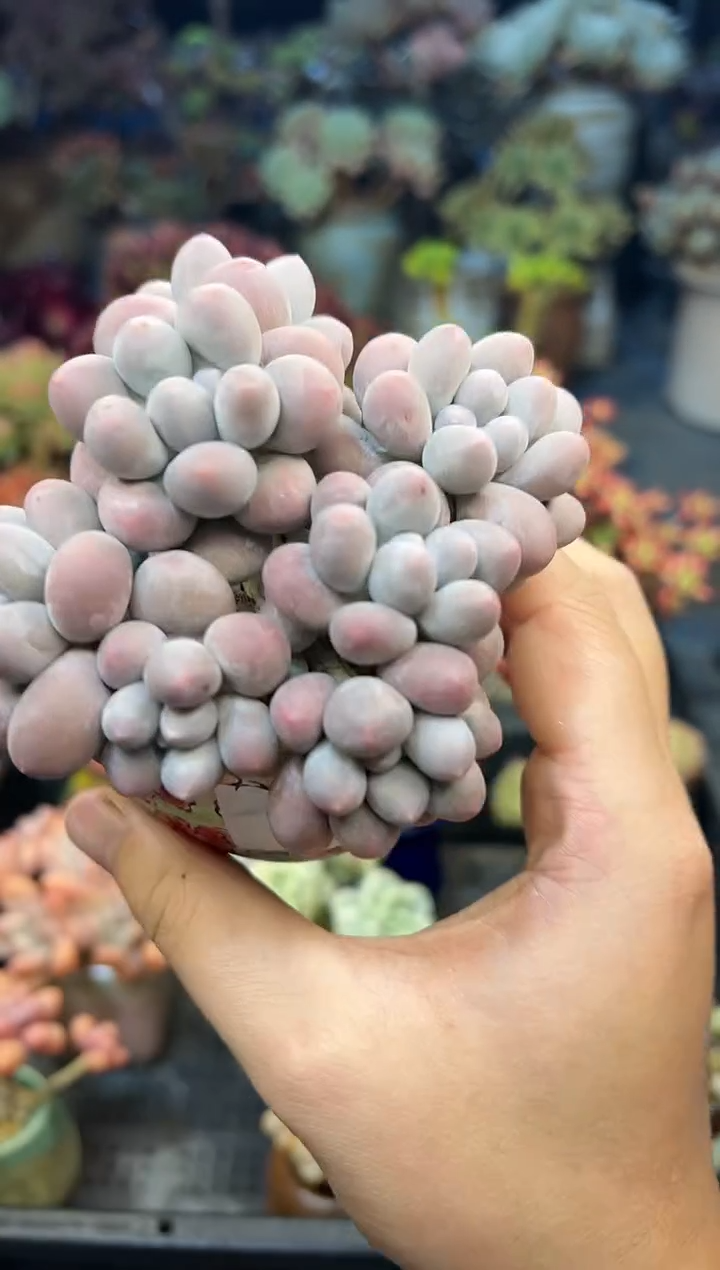 皇*红694            不带盆