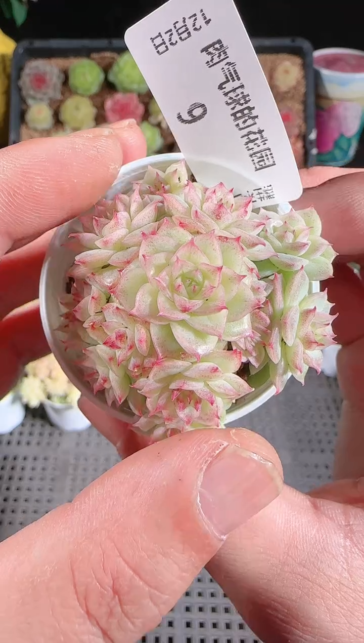 1202-09多肉群生不包整