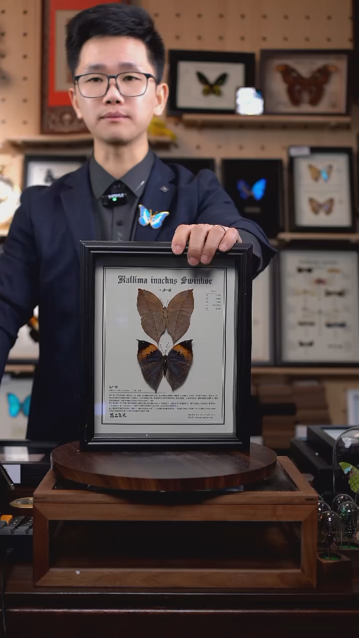 枯叶蝶正反两只中文版10寸欧式框