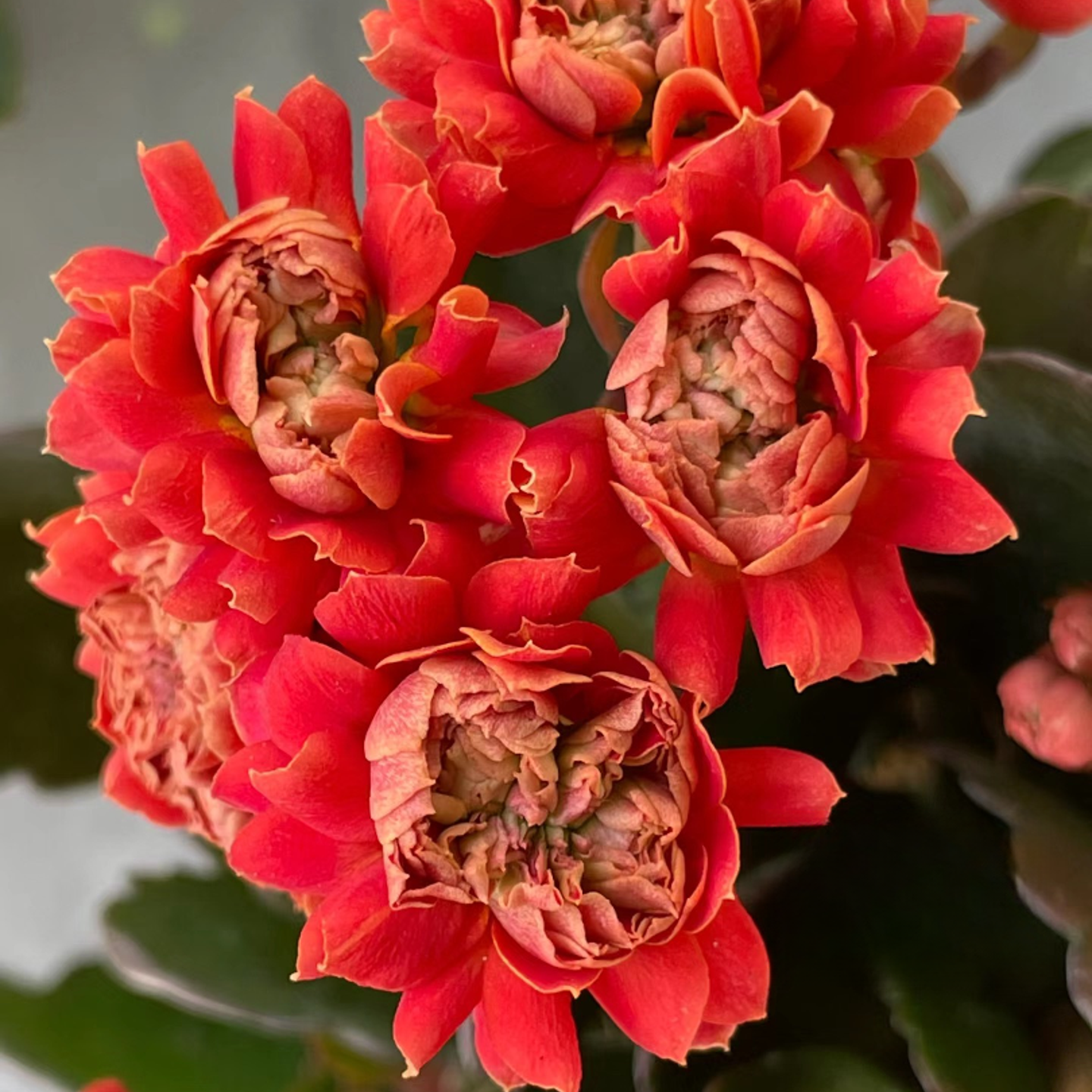 【聚宝盆】长寿花四季开花阳台盆栽大花重瓣花卉植物