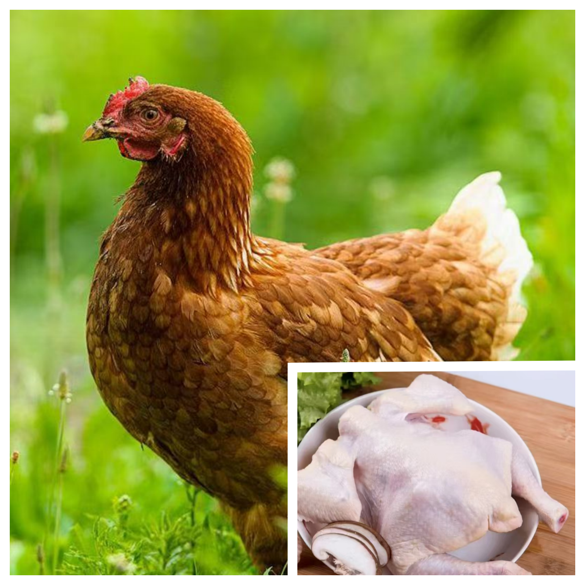 产蛋王海兰褐肉质鲜美五谷喂养营养丰富肉质松软有嚼劲