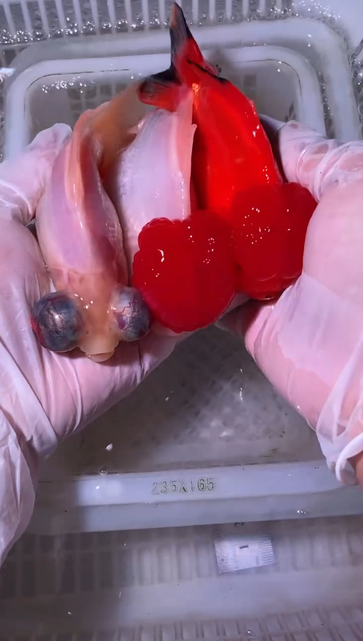 金鱼鱼之源一物一拍链接/无开箱视频不售后3