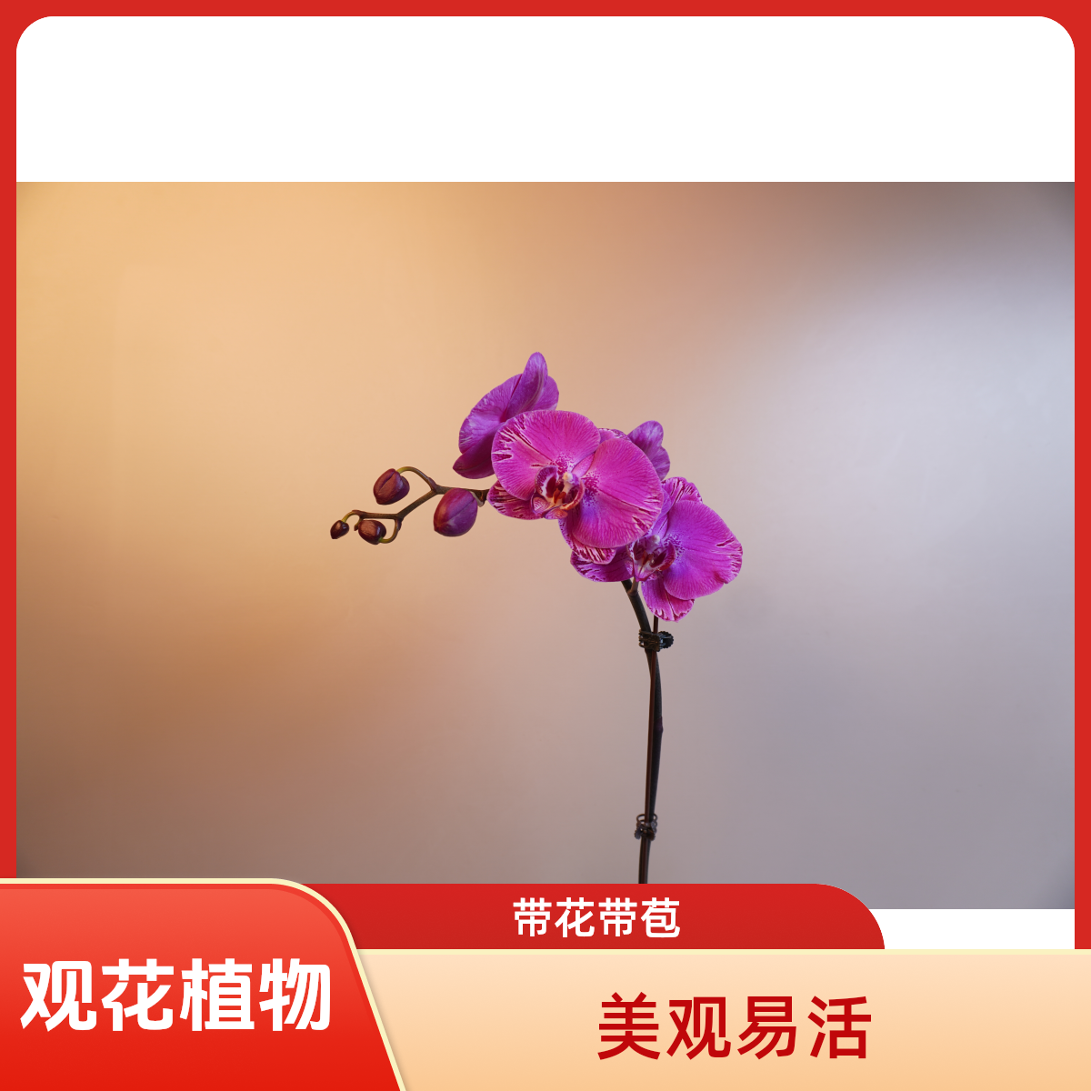 朝暮里蝴蝶兰【联合斯帕克】3.0寸带花带花苞开花珠发货