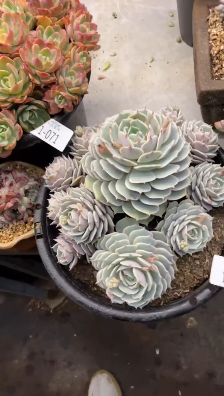 【闪购商品】1-72露娜莲