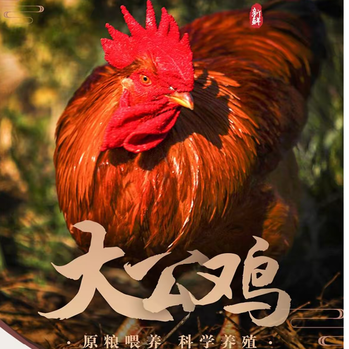 农村现收农户家散养老公鸡，活鸡现杀，锁鲜发货