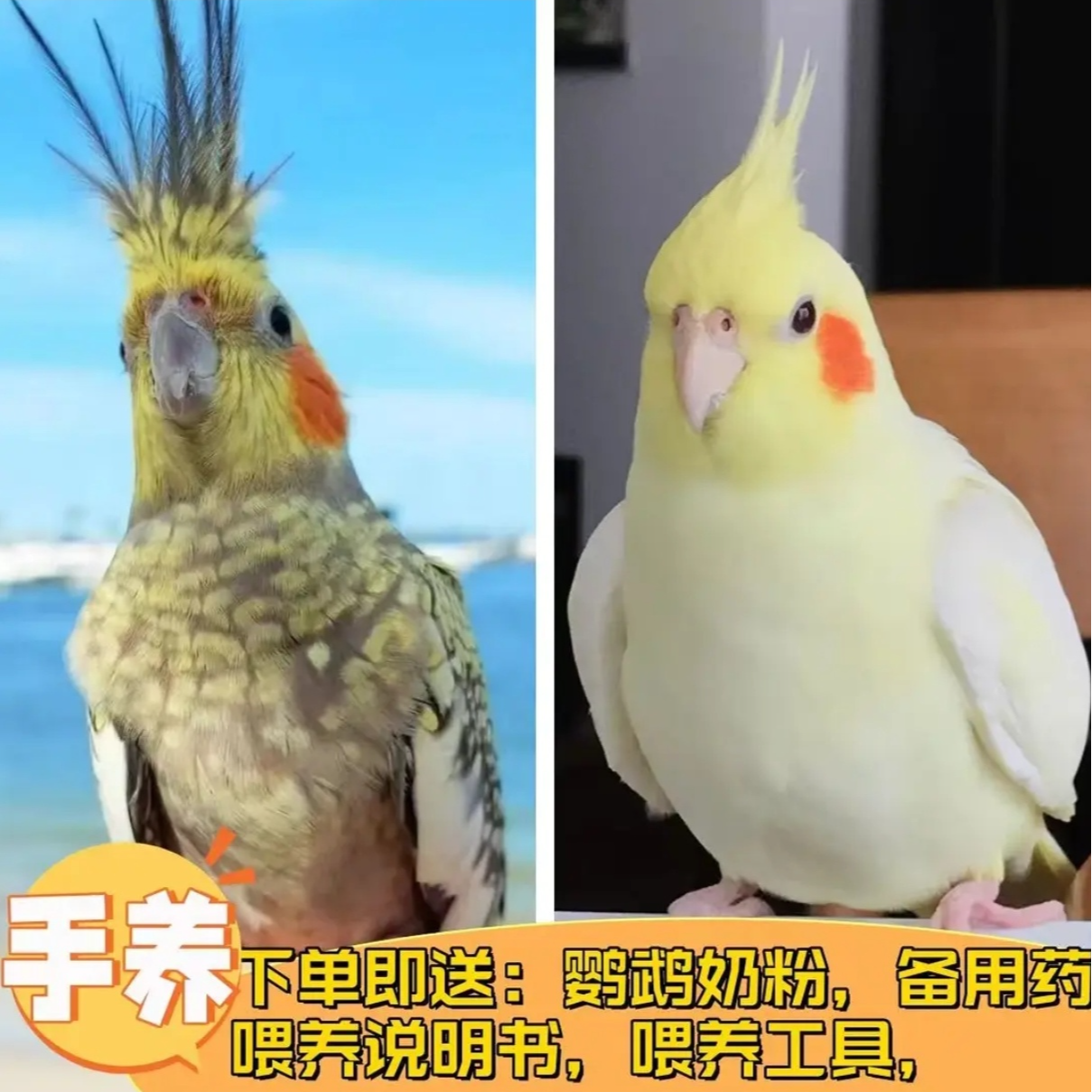 宠物鹦鹉幼鸟手养可互动玄风玄风鹦鹉，直播链接