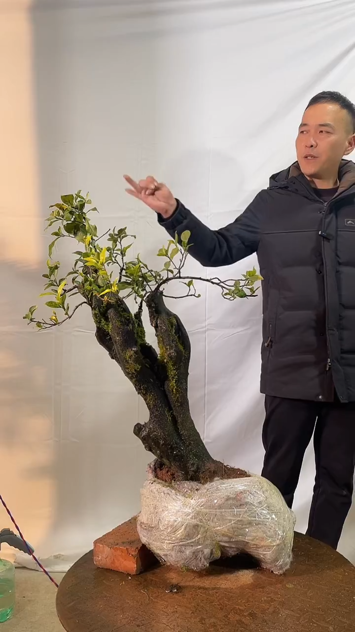 以实际为准金弹子 盆栽 盆景 一物一拍