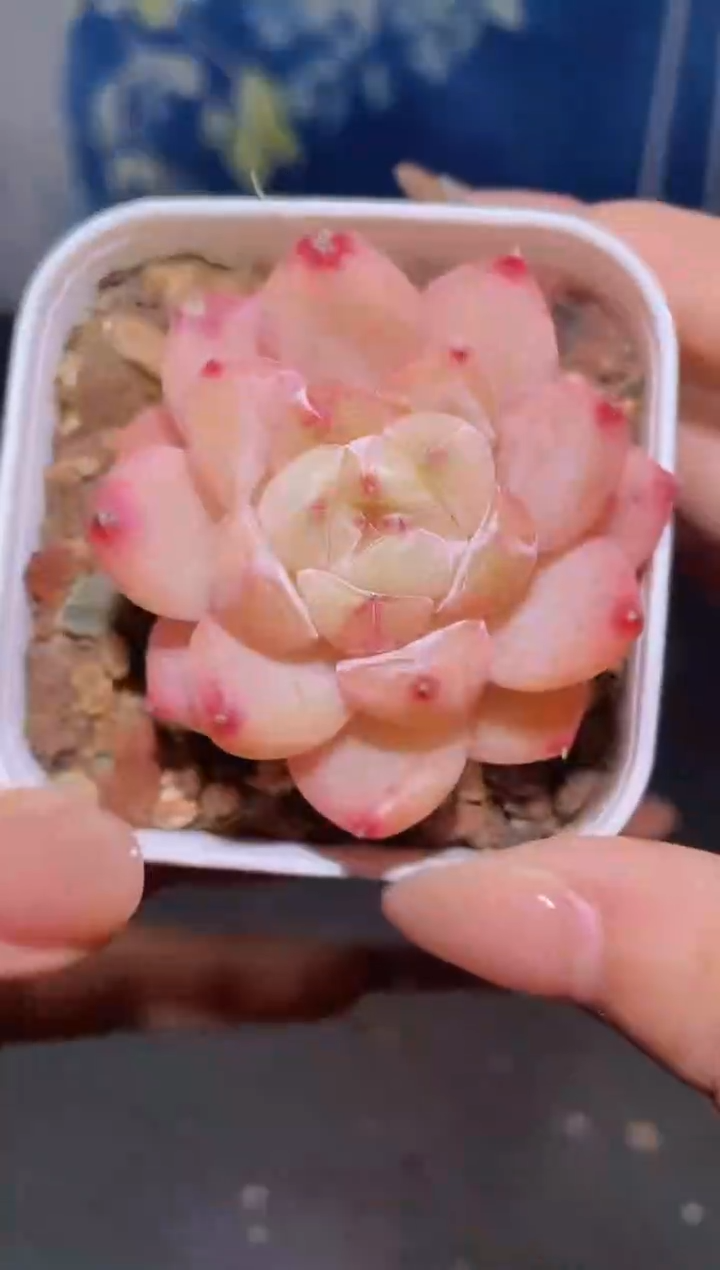 【闪购商品】125钻石珍妮多肉