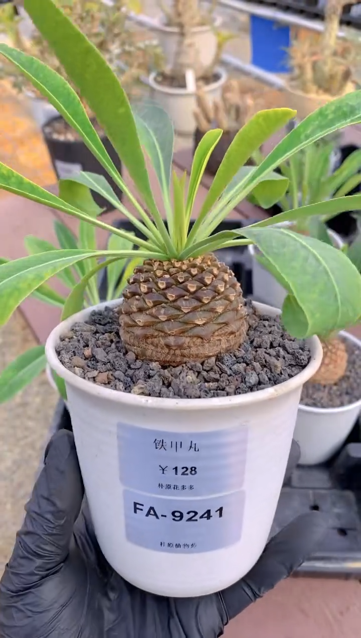 【闪购商品】红陶铁甲丸FA-9241