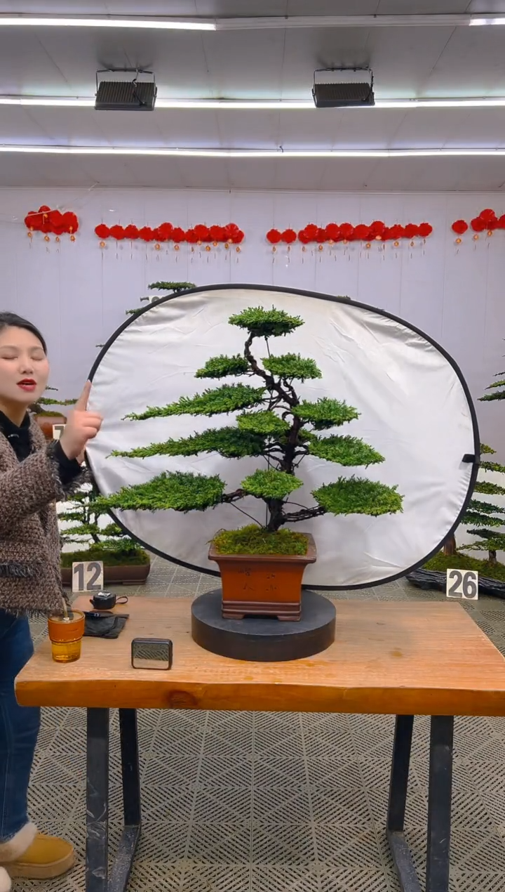 【闪购商品】盆景1