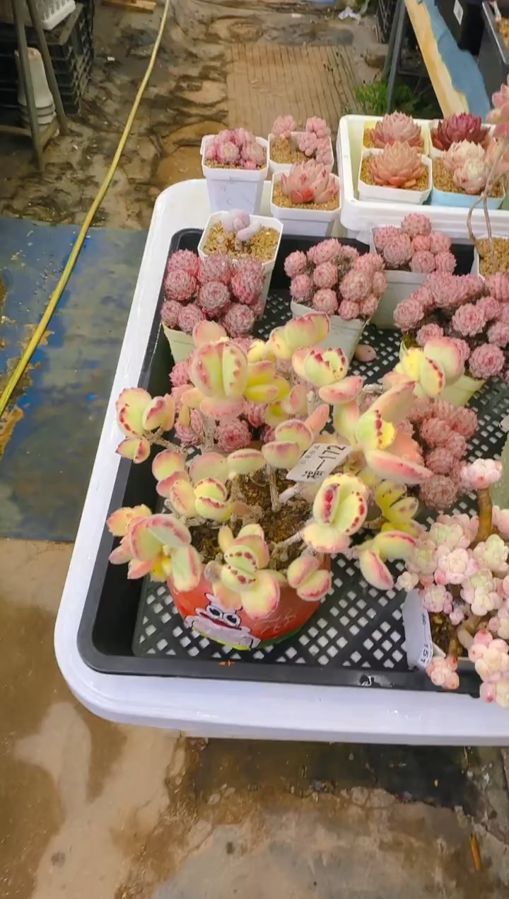 【闪购商品】福—172—仙农（白熊）不带盆