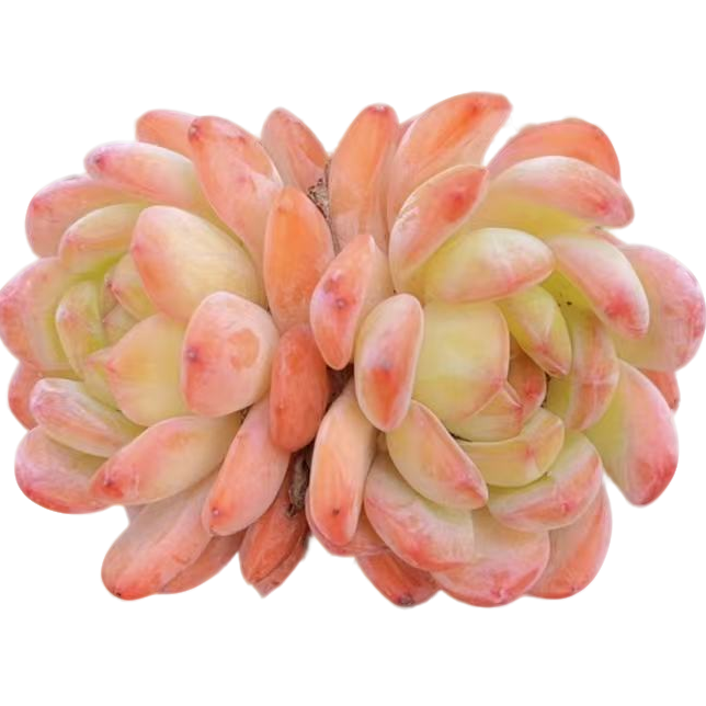 双头起全明星多肉【满19包邮】