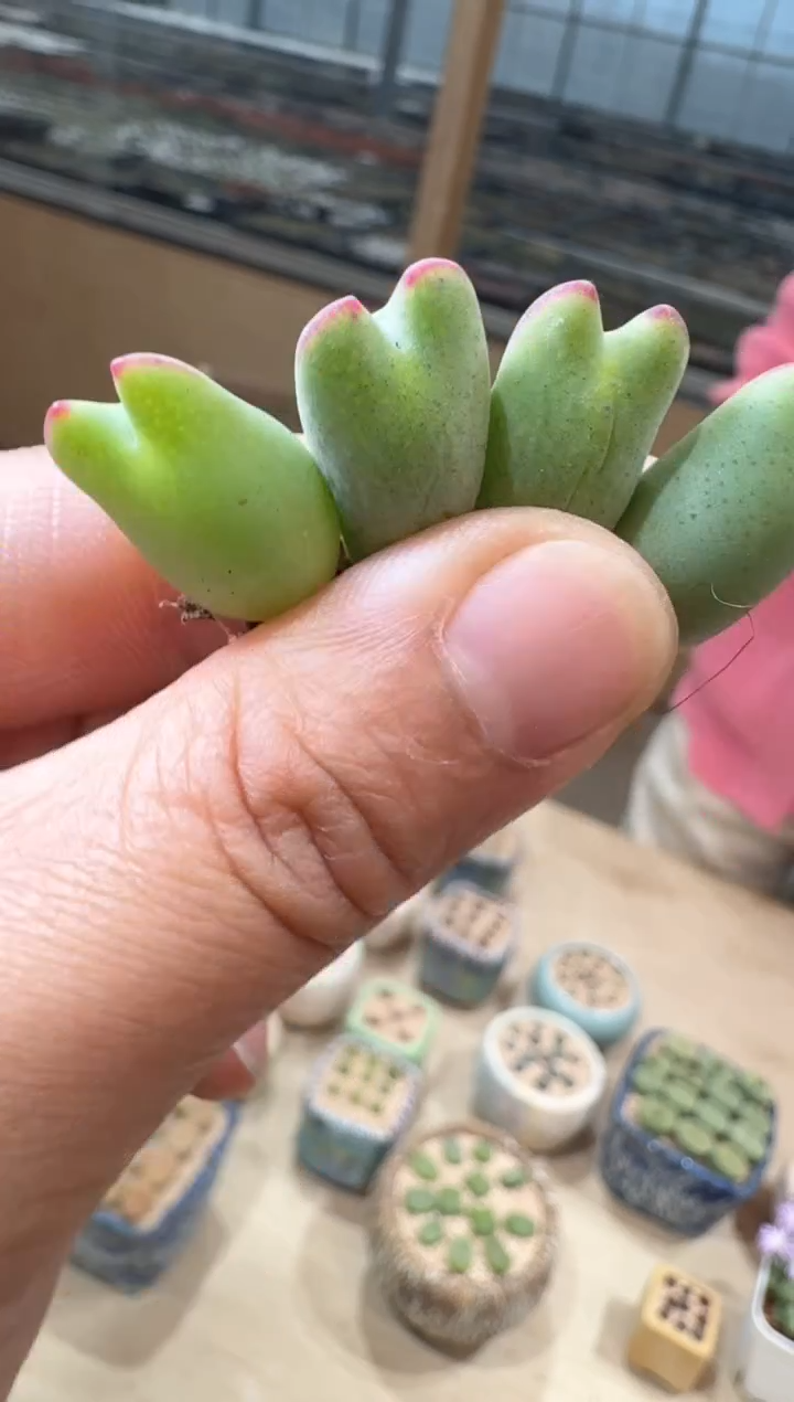 12-27多肉植物肉锥皮卡丘一颗