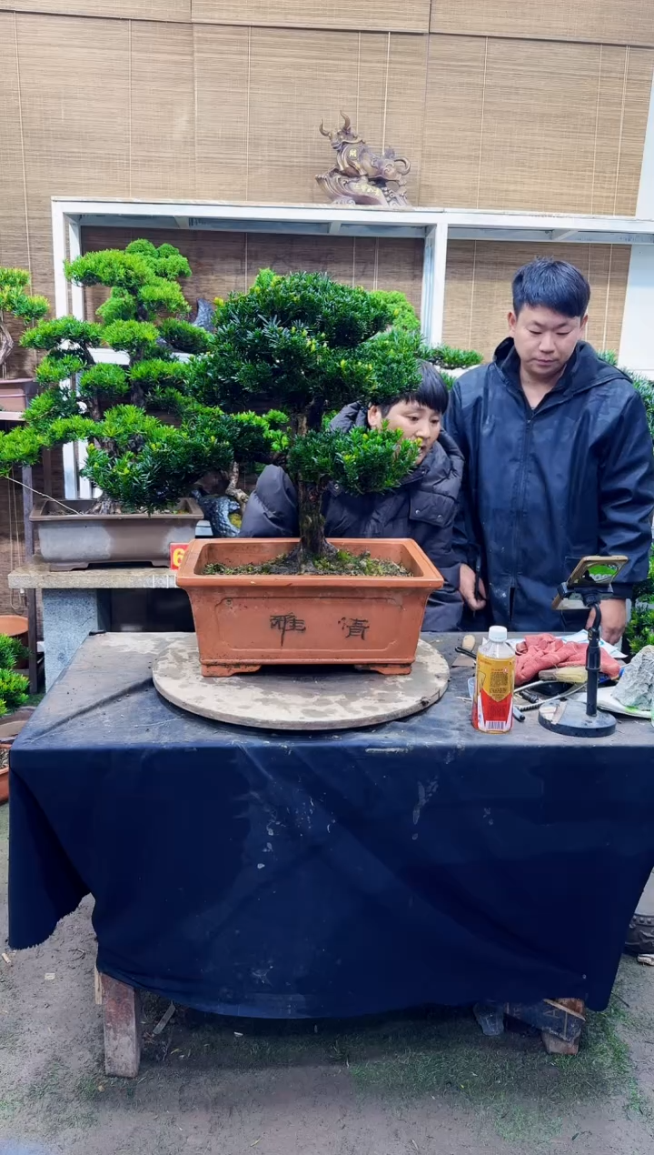以实际为准罗汉松