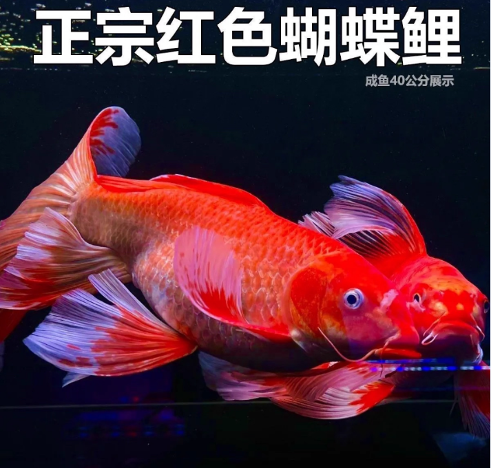(红色)精品蝴蝶鲤台系短球观赏鱼10-13厘米