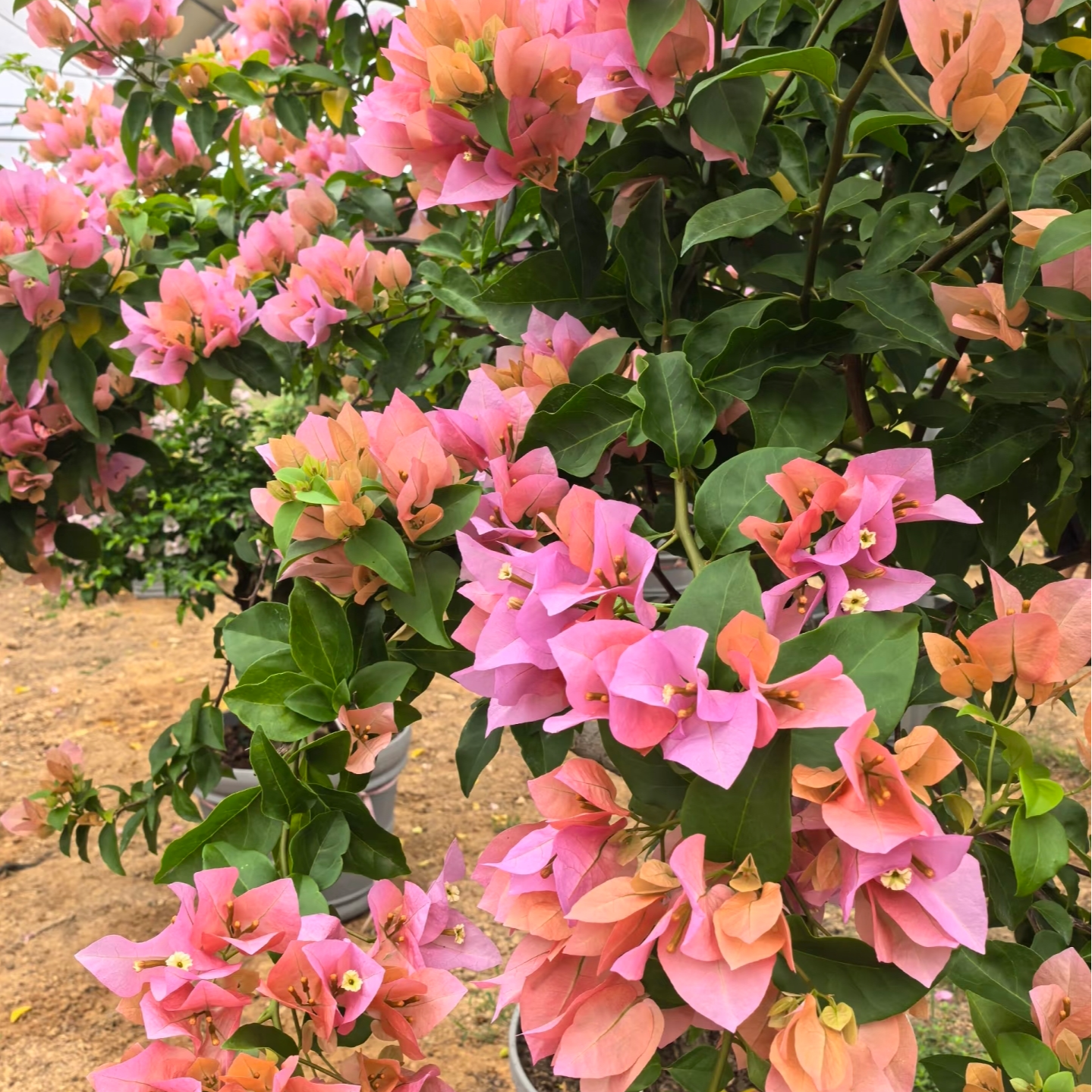 【哈德逊夫人】三角梅易养护室内外庭院花卉观赏原盆土根爆花好养