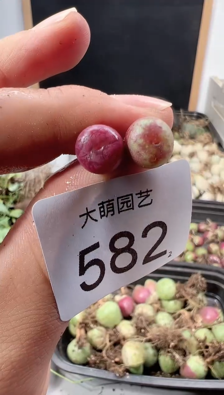 【闪购商品】++++582