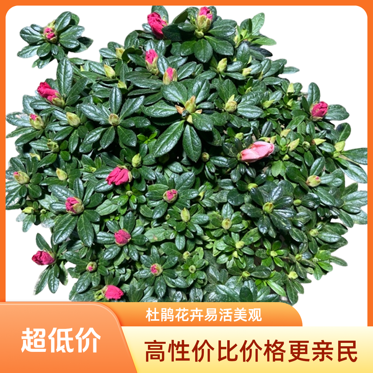 辫子苗双色杜鹃花盆栽带花苞四季开花室内外阳台好养易活花卉