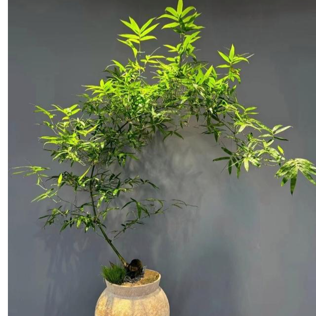 小叶簕竹，广西簕竹