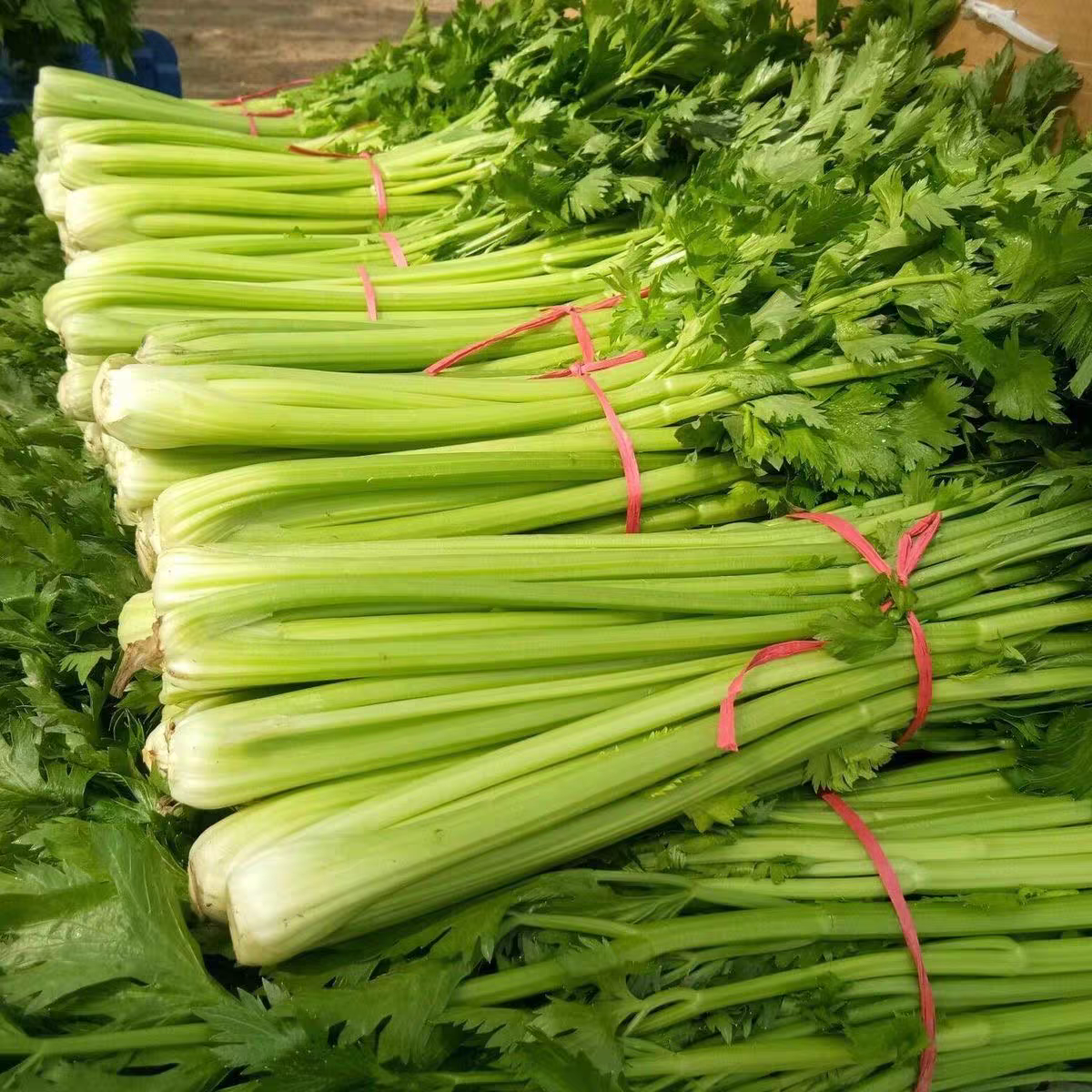 新鲜西芹水果芹菜现挖带叶芹菜榨汁做菜露天生态种植健康蔬菜