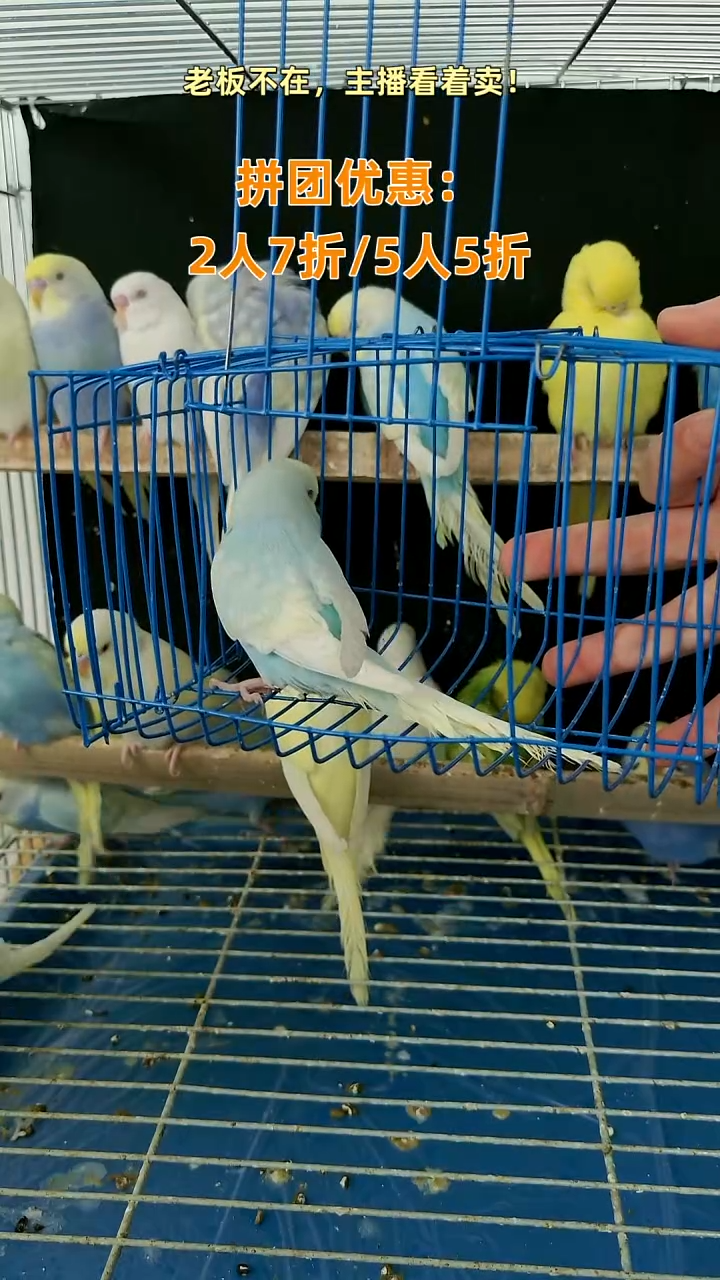 虎皮鹦鹉金彩鹦鹉