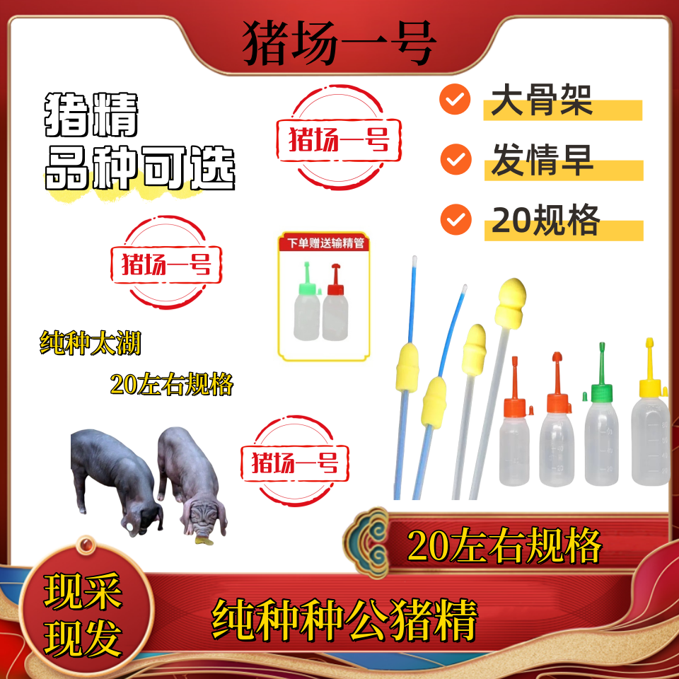 原种太湖梅山二花脸猪精液瓶输卵管包邮包对版原种品质自家养殖