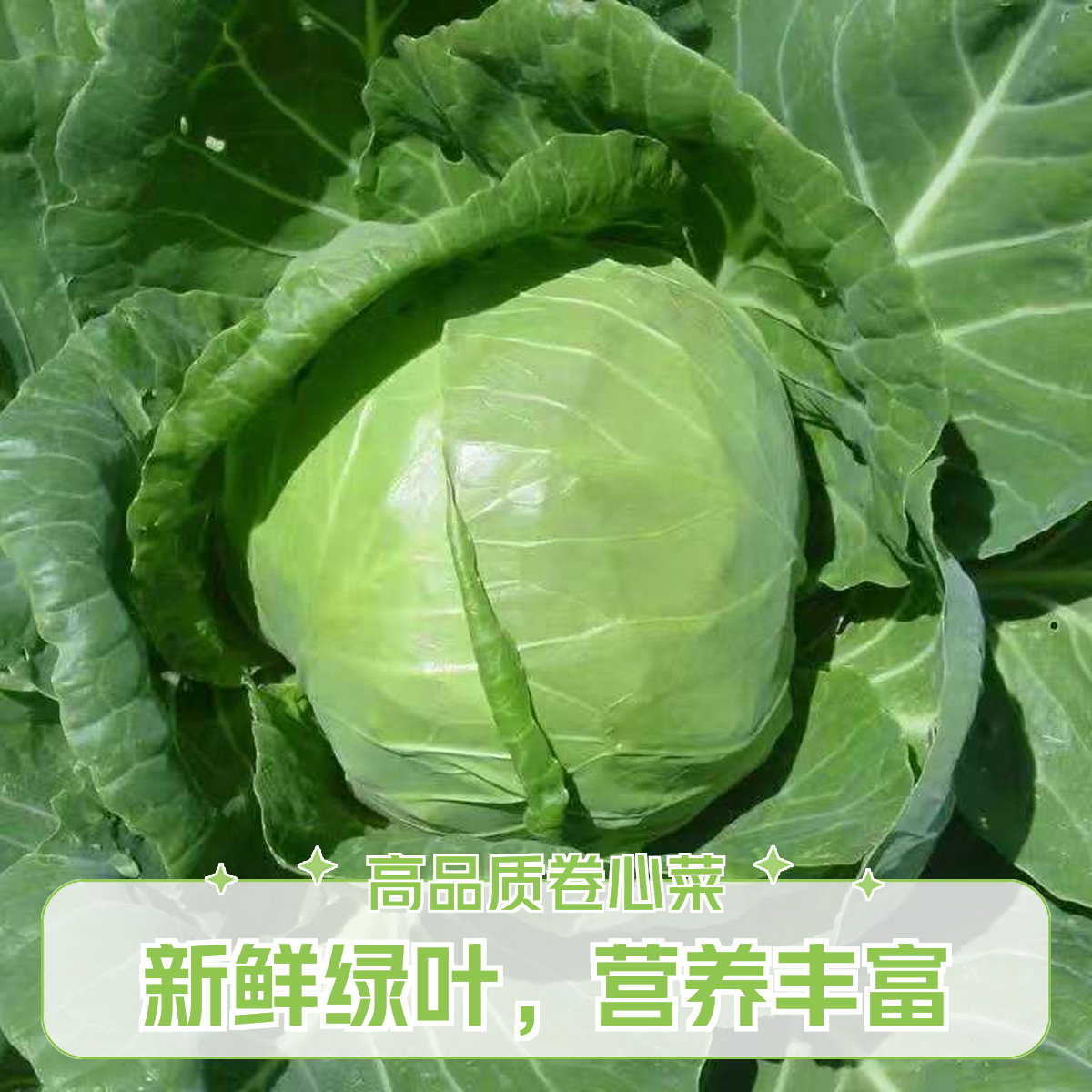 甘蓝600g甘蓝
